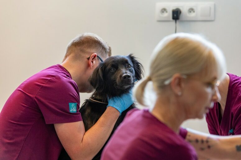 Przychodnia VET MED - opieka